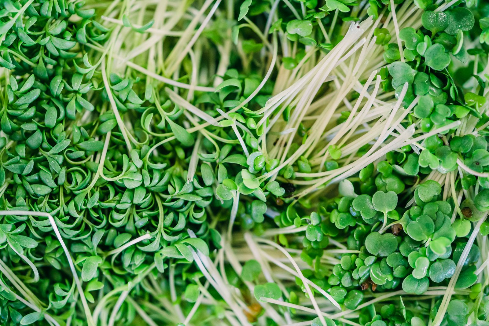 Alimentation vivante